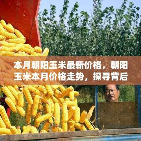 探寻朝阳玉米本月价格走势背后的故事与影响因素分析