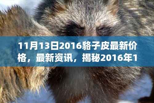 揭秘，2016年11月13日貉子皮市场最新行情及价格走势分析