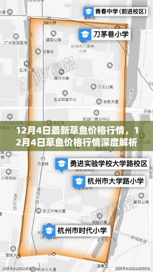 12月4日草鱼价格行情解析,市场走势、影响因素及选购指南