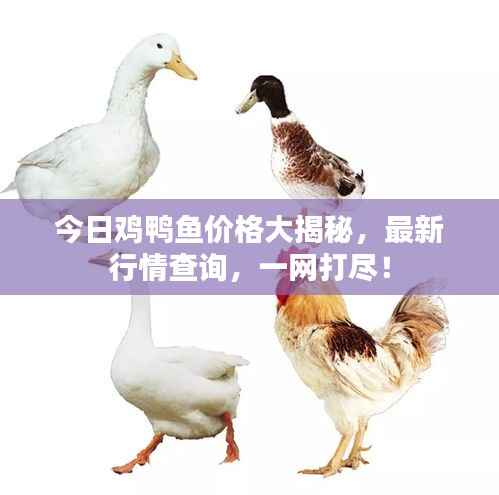 今日鸡鸭鱼价格大揭秘，最新行情查询，一网打尽！