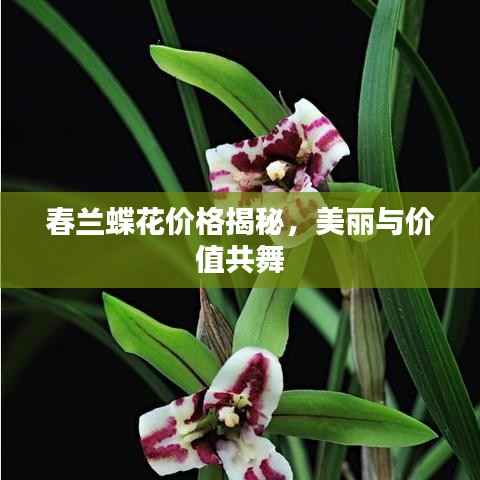 春兰蝶花价格揭秘，美丽与价值共舞