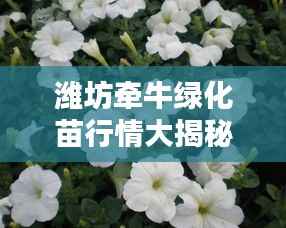 潍坊牵牛绿化苗行情大揭秘,最新价格分析与趋势预测