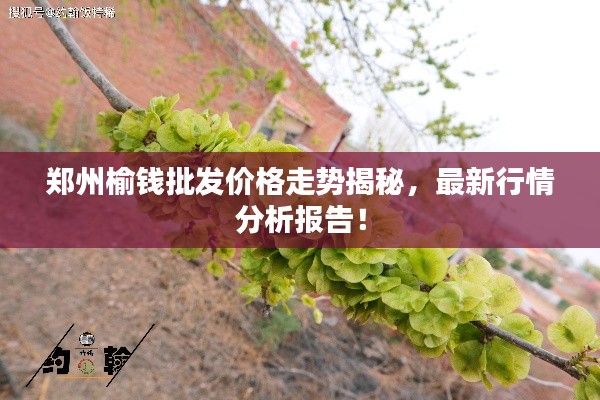 郑州榆钱批发价格走势揭秘,最新行情分析报告!
