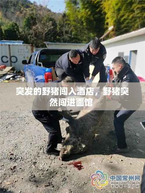 突发的野猪闯入酒店,野猪突然闯进面馆