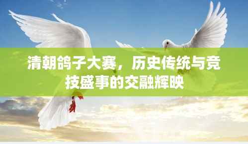 清朝鸽子大赛，历史传统与竞技盛事的交融辉映